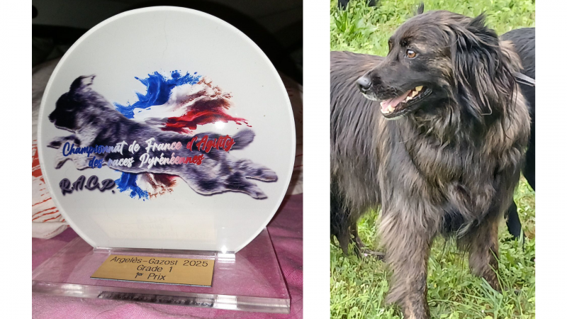 Sports canins des grands lacs(2).png